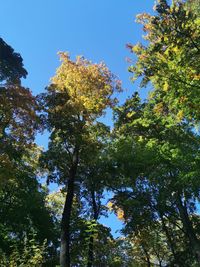 Low angle view of trees against sky