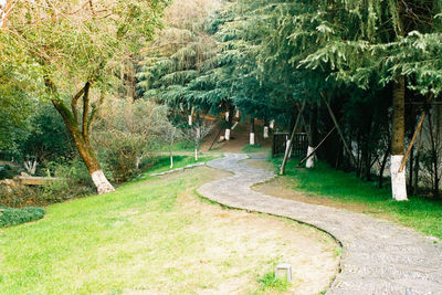 Trees in park