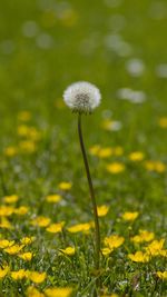 Close-up of dandelion flower on field