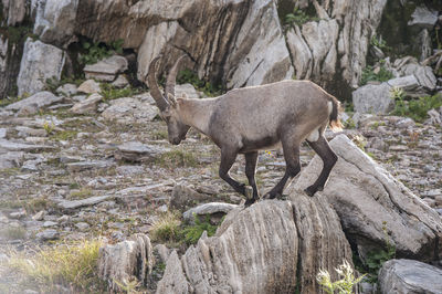 Sheep standing on rock