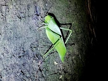 Close-up of insect on leaf