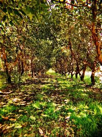 Trees on landscape during autumn