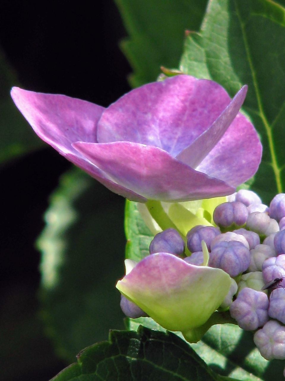 CLOSE-UP OF PINK ROSE FLOWER