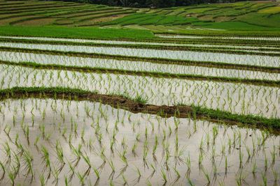 Scenic view of rice field