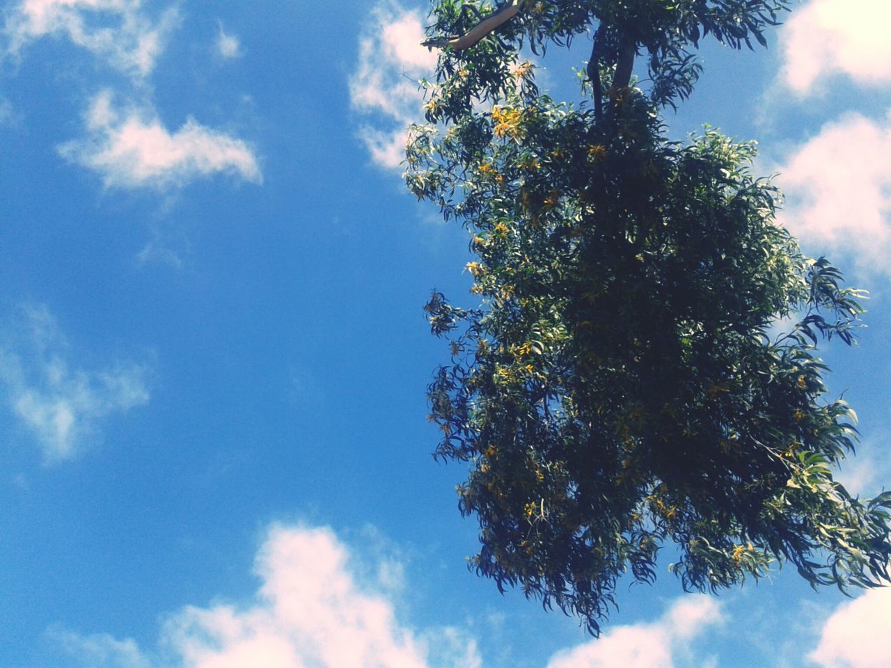 low angle view, tree, sky, cloud - sky, tranquility, nature, beauty in nature, blue, growth, cloud, branch, cloudy, scenics, day, outdoors, tranquil scene, no people, sunlight, green color, high section