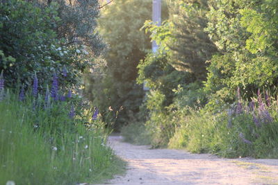 Road passing through forest