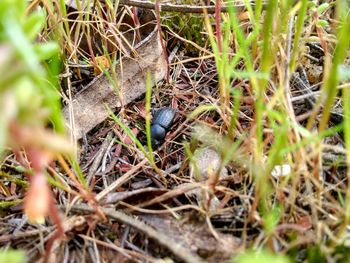 High angle view of insect on field