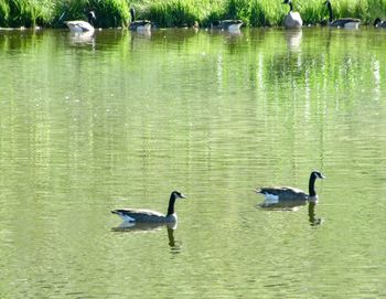 Ducks swimming in lake