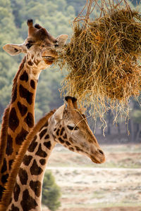 Giraffe in zoo