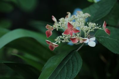 Close-up of red flower