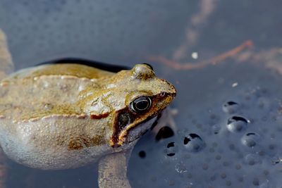 Close-up of frog in water