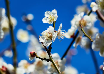 Close-up of white flowers on branch