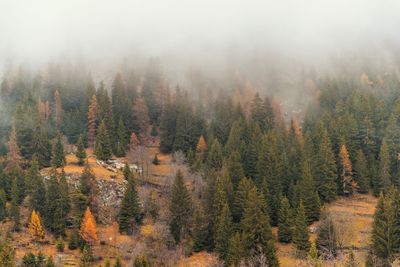 Pine trees in forest during autumn