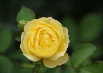 Close-up of yellow flower blooming outdoors