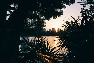 Silhouette trees by plants against sky during sunset