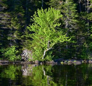 Scenic view of lake in forest