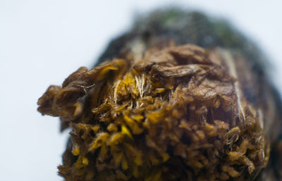 Close up of shell over white background