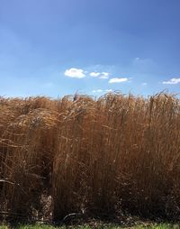 Plants growing on field against sky