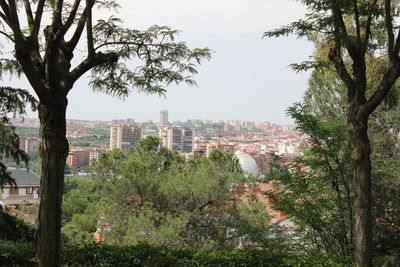 Trees in city