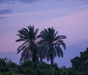 Low angle view of palm trees against sky