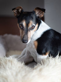 Close-up portrait of a dog at home
