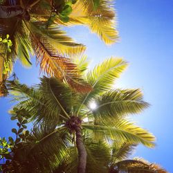 Low angle view of palm trees against blue sky