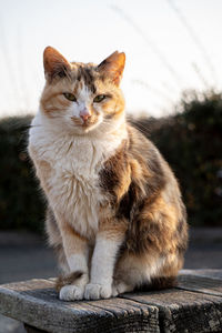 Close-up of a cat looking away