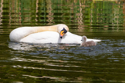 Mute swan, cygnus olor, family. cygnets out on their first swim. river colne, england, uk.