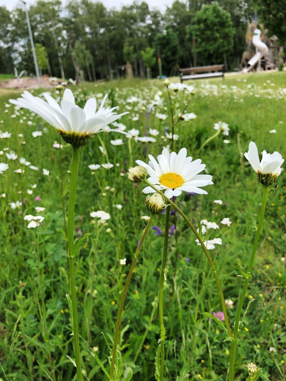 CLOSE-UP OF WHITE DAISY FLOWERS ON FIELD