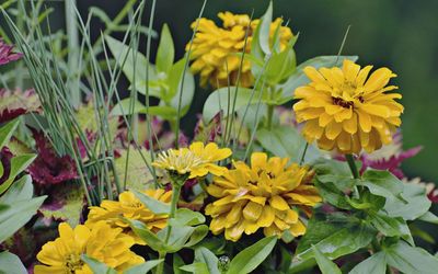 Close-up of yellow flowering plants