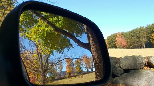 Reflection of trees in side-view mirror