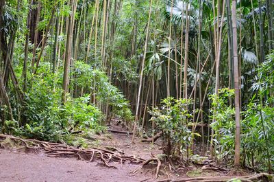 Bamboo trees in forest