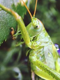 Close-up of insect on leaf