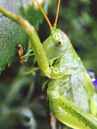 Close-up of insect on leaf