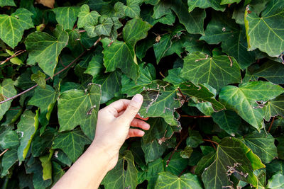 Cropped image of hand touching leaves
