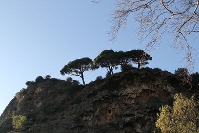Low angle view of trees on mountain against sky