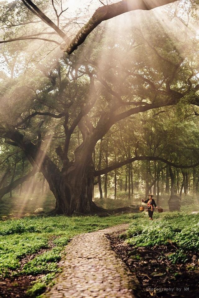 tree, the way forward, footpath, lifestyles, leisure activity, men, person, pathway, growth, walking, park - man made space, grass, rear view, walkway, nature, branch, sunlight, full length