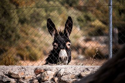 View of an animal seen through chainlink fence