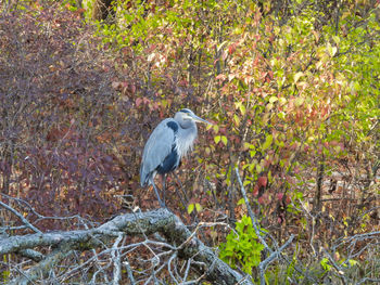 Bird perching on a tree