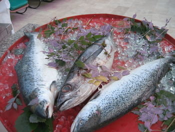 High angle view of fish for sale