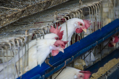 Chicken in birdcage