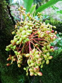 Close-up of flowering plant