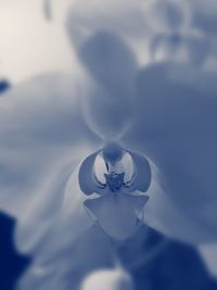 Close-up of white rose flower