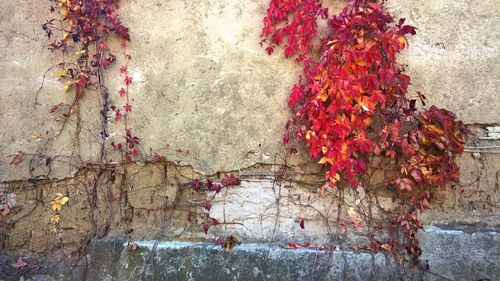 Ivy growing on wall during autumn
