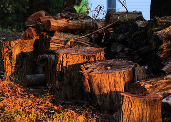 Stack of logs