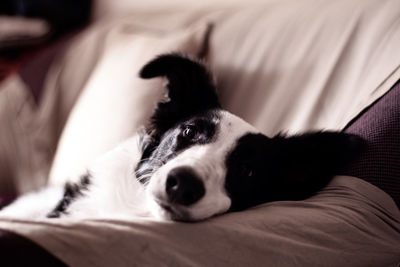 Close-up portrait of dog resting on bed