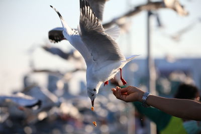 Low angle view of seagull flying