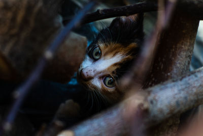 Close-up portrait of a cat