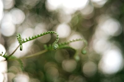 Close-up of raindrops on plant