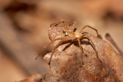 Close-up of spider